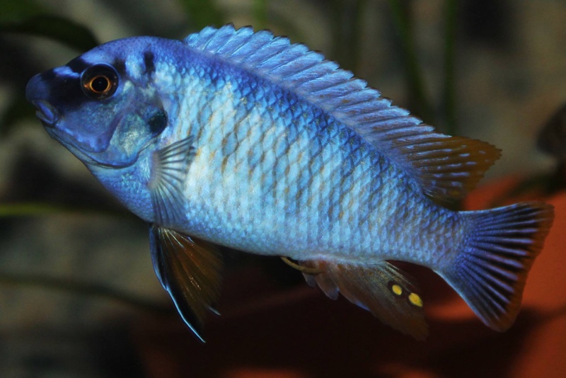 Labeotropheus fuelleborni 'Thumbi West Island'
